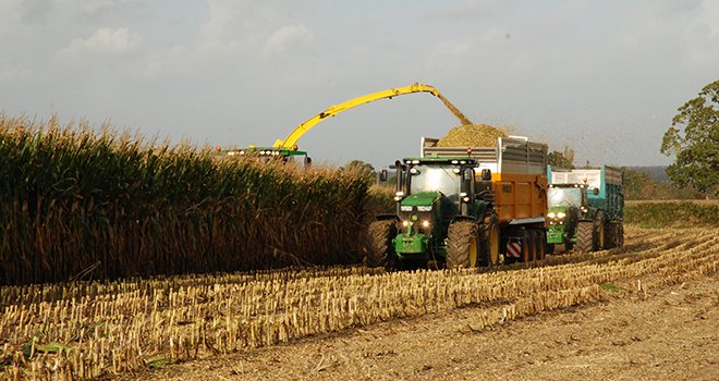 Les premières récoltes de maïs commenceraient vers le 20 août. ©N. Tiers/Pixel6TM