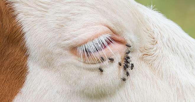 La kérato-conjonctive peut avoir poour conséquence un impact économique et une mise à mal du bien-être animal. ©michaklootwijk/AdobeStock