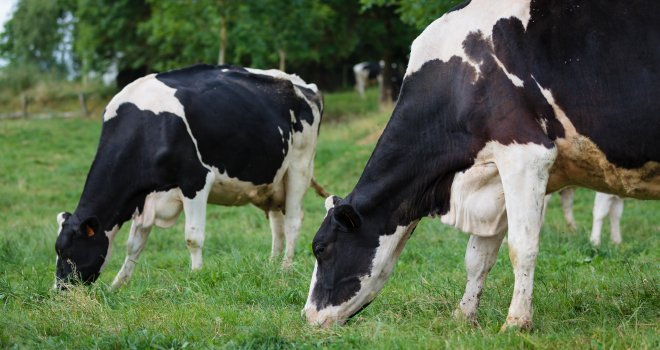 « Il faut tarir des vaches avec un bon état corporel. L’objectif est d’avoir une note d’état corporel (NEC) de 2,5-3 en début de tarissement et de 3-3,5 au vêlage », rappelle Jérôme Larcelet, expert nutrition chez Seenorest. CP : L.Page/Cniel