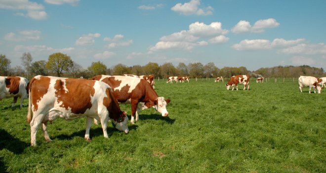 « Être efficient et avoir des animaux efficients sont l'une des clés de réduction des émissions de GES », souligne Sylvain Foray, chef de projet à l'Institut de l'élevage. CP : Pixel6TM