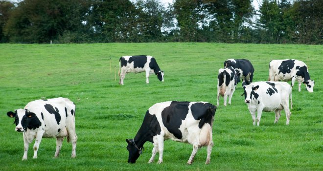 En Europe, la production de lait est prévue en baisse de 0,3 % ( -0,6 million de tonnes), à 225,7 millions de tonnes.  C. Helsly/Cniel