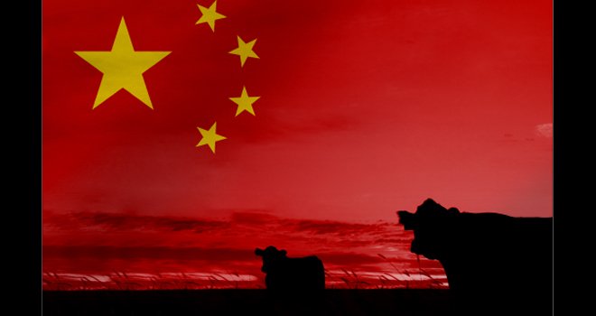 La Chine est aujourd'hui le quatrième producteur mondial de viande bovine et le premier importateur. CP : Alexander Sánchez/Adobe Stock