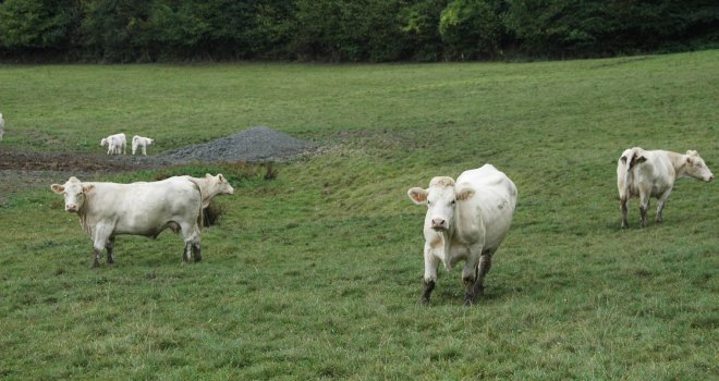 Avec 57 000 têtes, les abattages de vaches allaitantes sont en repli de 8 % sur un an.  CP : H. Grare/Terroir Est