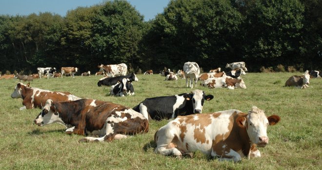 Selon les résultats de l’étude, la supplémentation en levure vivante permet d’améliorer le comportement alimentaire de la vache laitière, avec un allongement du temps de mastication et de rumination. CP : D. Bodiou/Pixel6TM