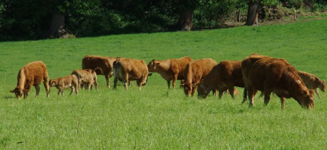 Une ferme XXL divise dans le Limousin