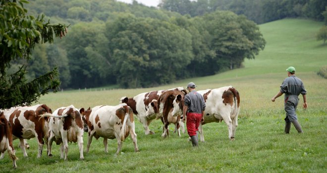 L’Idele propose cinq leviers pour aider les éleveurs à moduler leur production de lait. CP : P.Dureuil/Cniel.
