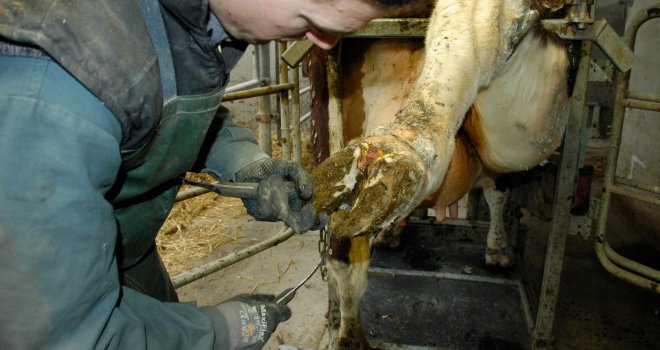 Pour limiter les cas de nécrose de la pince dans un troupeau, il est nécessaire de détecter les vaches boiteuses le plus précocement possible. CP : N.Tiers/Pixel6TM.