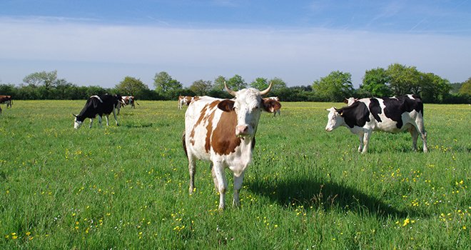 L'interprofession laitière lance "France terre de lait". © M-D.Guihard/Pixel6TM