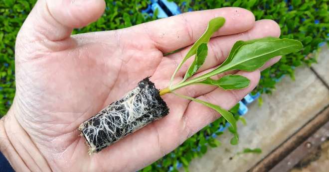 Minimotte de betterave au stade 3-4 feuilles, prête à planter. Photo : DR