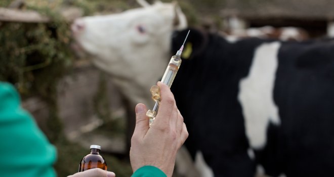 L'exposition des bovins aux antibiotiques par injectables a diminué de 12,7 % par rapport à 2011, mas a augmenté de 9,1 % sur la dernière année. L'exposition par voie orale a diminué de 27,9 % par rapport à 2011, mais a augmenté de 6 % en un an. Photo : Budimir Jevtic/Adobe Stoc