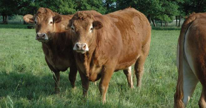 Le nombre d’adhérents au Herd-Book Limousin continue de baisser (3 % en un an). CP : S.Favre/Média et Agriculture