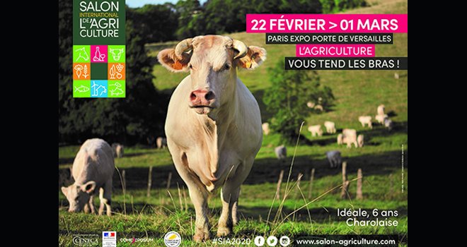 Idéale, une vache charolaise de l’élevage de Jean-Marie Goujat, est l’égérie du prochain Sia. Photo : Sia 2020 - P. Parchet.