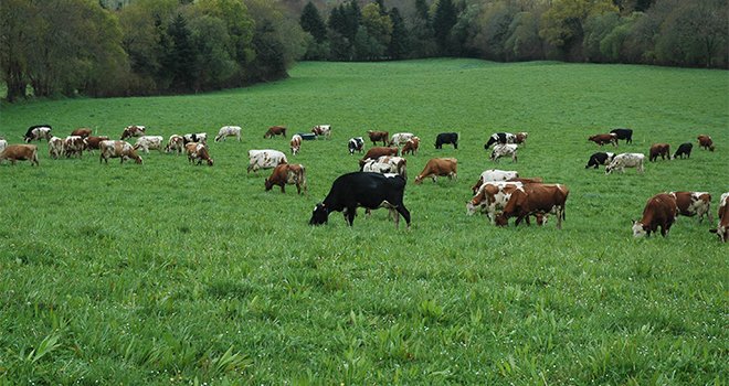 Avec un peu moins de 3,5 millions de têtes en 2019, le nombre de vaches laitières s’inscrit en baisse de 1,2 % par rapport à 2018. Photo : D.Bodiou/Pixel6TM