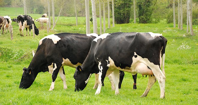 Dans le cadre du projet européen Prolific, des scientifiques ont identifié un gène du tissu adipeux qui pourrait être impliqué dans la baisse de fertilité des vaches laitières ayant les meilleures productions de lait, comme les prim’holstein. © N. Chemineau/Pixel Image