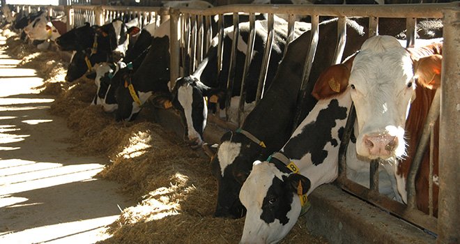 L'analyse des acides gras du lait va permettre aux éleveurs laitiers de corriger rapidement la ration. Les résultats du prélèvement sont connus en trois jours. ©Photo : H.Flamant/Terroir Est