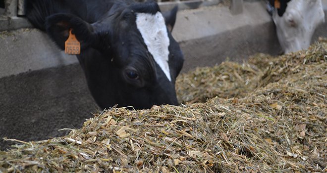 Delta® Green apporte de l’énergie aux vaches en début de lactation, alors que leur capacité d’ingestion limitée ne leur permet pas de couvrir tous leurs besoins énergétiques. Photo : ©C.Lamy-Grandidier/Pixel6TM