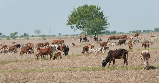 D’ici à 2028, la production mondiale de lait devrait croître de 1,7% par an, plus de la moitié de cette hausse provenant de l’Inde et du Pakistan. ©Alexandra Giese/AdobeStock