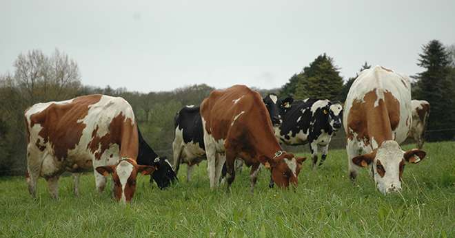 Alors que la collecte française de lait biologique continue d’augmenter, le prix moyen du lait bio diminue pour le 4e mois consécutif. Sur un an, la baisse est de 1,7%. ©D. Bodiou/Pixel6TM