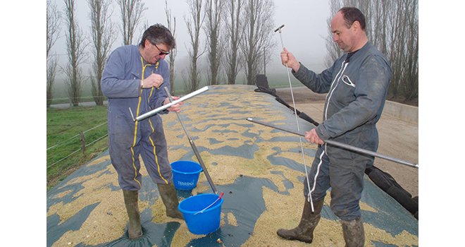 Paul Nerriere de Terrena, à gauche prélève un échantillon pour l’analyse de maïs fourrage avec l’éleveur Franck Cherré. ©M.D. Guihard/Pixel6TM