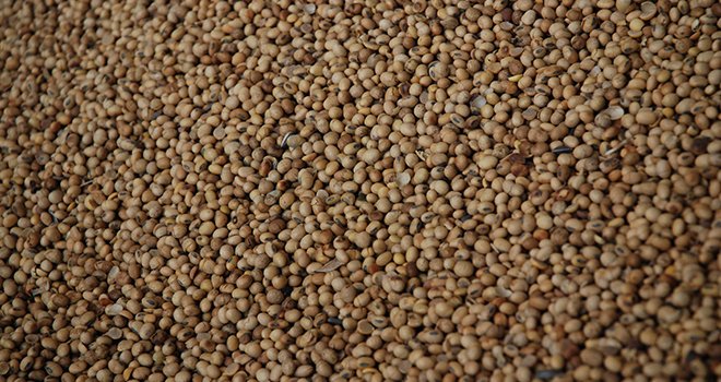 Les graines sont montées à 285 °C durant trois minutes, permettant une augmentation de leur valeur nutritionnelle. Photo : ©Olivier Leveque/Pixel6TM