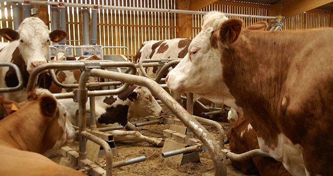Dans cette logette d'un nouveau type, les vaches peuvent étendre leurs membres antérieurs sans risque de blessure.
