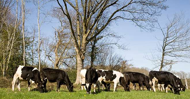 L'apport d'une complémentation minérale est recommandée en période de déséquilibre saisonnier, en particulier au moment de la mise à l'herbe. Photo :  ©P.Dureil/Cniel