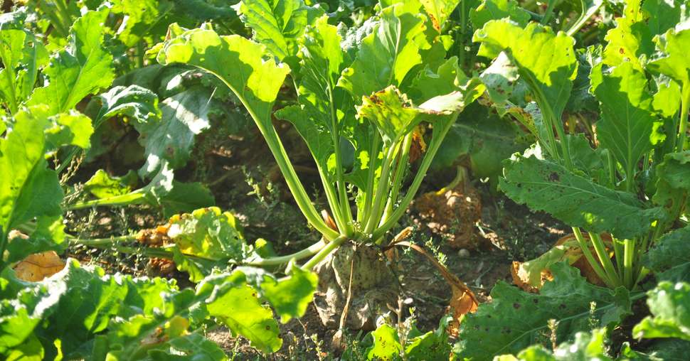 L'ADBFM rappelle que les semences activées de betterave fourragères facilitent, grâce à une levée homogène, le désherbage et la récolte.