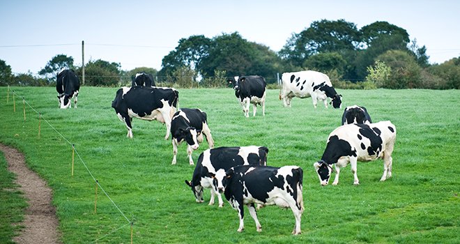 Les deux partenaires annoncent également avoir travaillé à la construction d’un plan de progrès des exploitations laitières bio. Les objectifs d’amélioration continue portent sur la composition de l’alimentation des vaches laitières, le pâturage, le bien-être animal et la préservation de la biodiversité. Photo : CNIEL