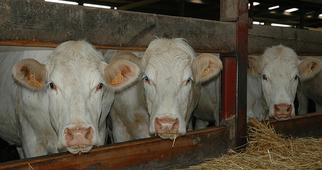 Les représentants de la section bovin d’Interbev ont validé la méthode de calcul d’un indicateur de prix de revient en viande bovine. H.Grare/Pixel6TM