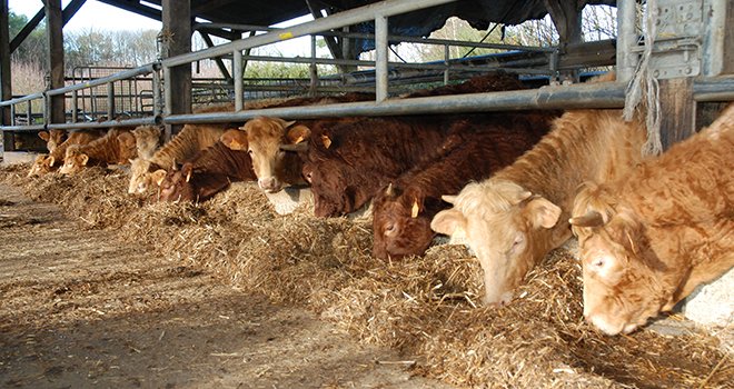 Les poids de carcasse des jeunes bovins devraient baisser significativement après un second semestre 2018 marqué par l'engorgement du marché, qui a provoqué des retards de sorties et un fort alourdissement des animaux. Photo : N.Tiers/Pixel6tm