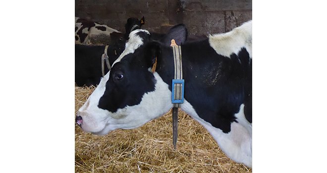 Le collier collecte les données de comportement vache par vache et permet à l’éleveur d’analyser la santé de son troupeau via son rythme et son bien-être. Crédit photo : Ingredia