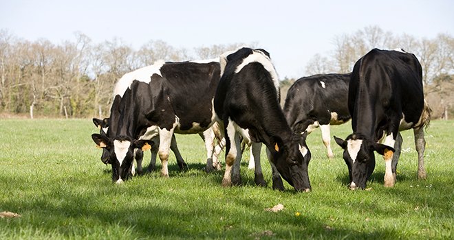 En 2018, la production française de lait biologique s’est élevée à près de 837 millions de litres, soit une augmentation de plus de 31 % par rapport à l’année précédente. Photo : P.Dureuil/CNIEL