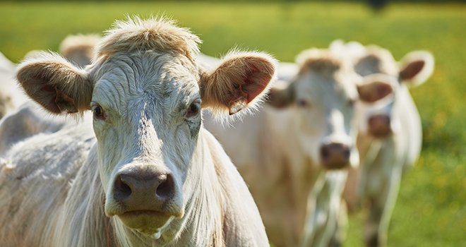 La Mission Prospective de FranceAgriMer a imaginé cinq scénarios d'avenir pour la filière viande bovine française, "qui puissent servir aux décideurs de la filière, en vue de l'élaboration de stratégies gagnantes". Photo : Maunzel/Adobe Stock