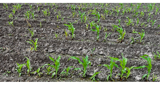 Avec le retrait du Sanido®, les agriculteurs vont devoir s’adapter pour lutter contre le taupin lors des semis de maïs. © DR