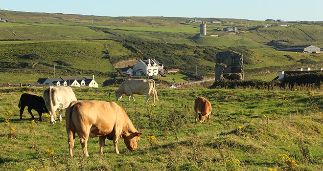 Le programme national irlandais, the Irish Beef Data and Genomics Program, vise à réduire l’intensité des émissions de GES en améliorant la qualité et l’efficacité du troupeau allaitant national. Photo : Marine/Fotolia