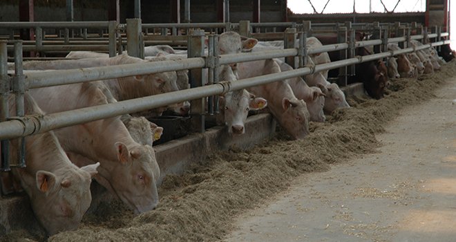 Pour 2019, l’Institut de l’élevage s’attend à un recul de la production de 4% par rapport à 2018, conséquence de la décapitalisation allaitante. Photo : H.Flamant/Terroir Est.