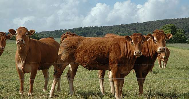 39 nouvelles adhésions pour le Herd-Book limousin sur la campagne 2017-2018. © D.Bodiou / Pixel Image