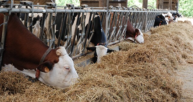 Protecow est un groupe d'échange pour les éleveurs laitiers de la zone transfontalière franco-belge. © N.Tiers / Pixel Image 