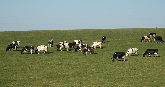 Le repli des effectifs de vaches laitières s’est poursuivi en France en 2018 (- 1,2 % sur un an). Photo : DR