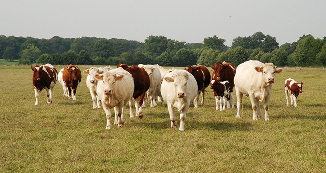 L’offre milieu de gamme en viande bovine va passer de 3 % à 40 % dans les années à venir. ©N.Tiers/Pixel Image