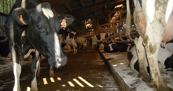 Piétix, aliment complémentaire naturel proposé par le laboratoire Biodevas, agit sur la dermatite digitée en stimulant le système immunitaire. Sa distribution est recommandée dès que 15% des vaches laitières présentent des lésions dues à la maladie. Photo : N.Tiers/Pixel Image