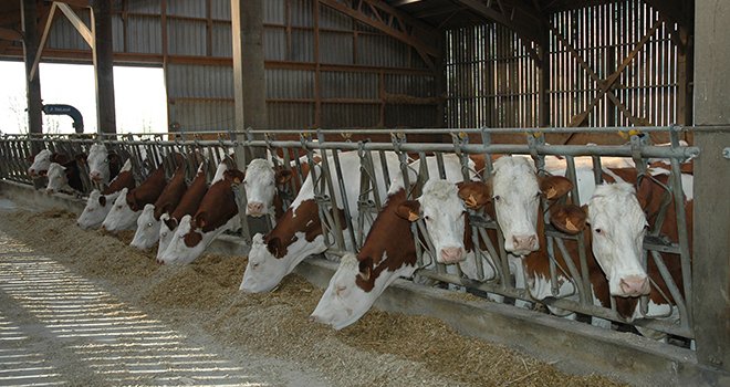 La forte autonomie alimentaire des élevages laitiers est une des particularités de la France. Quel que soit le type de système, entre 80 et 85 % de la ration totale est produite sur l’exploitation, 95 % des fourrages, et 6 à 49 % des concentrés.  Photo : D. Bodiou/Pixel Image.