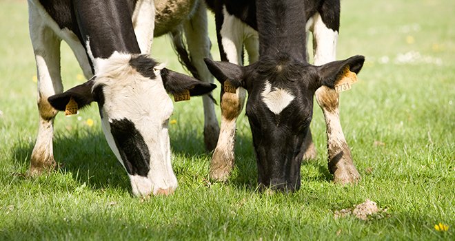 Le cheptel de vaches laitières en bio ou en conversion a augmenté de 25% entre 2016 et 2017 et confirme le maintien de la dynamique de conversions laitières lors du 1er semestre 2017. Photo : P.Dureuil/Cniel