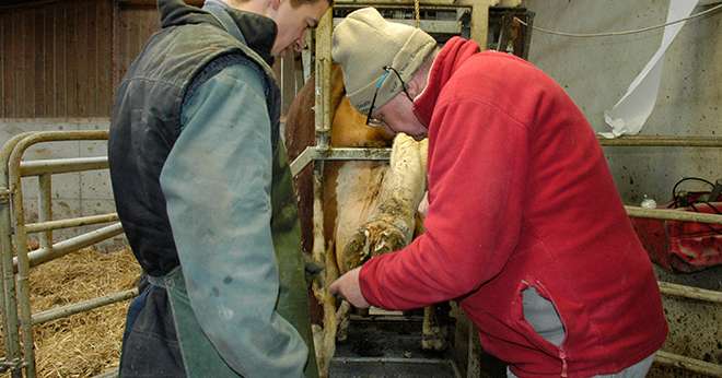 "Quand une vache boite, plus elle est soignée tôt, plus on a de chance qu’elle évite le stade de dermatite profonde", insiste le Dr Jean-Michel Bonnefoy. Photo : DR