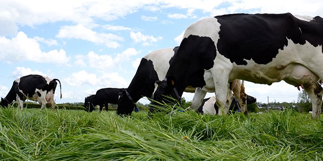 "Je gère l’herbe à l’œil. Je laisse les vaches 1 à 3 jours par paddock selon la pousse de l’herbe", indique Mathieu Orbion, associé au Gaec des Terres Froides. Photo : A.Cotens/Pixel Image