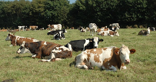 Les élevages bovin lait se différencient des élevages conventionnels par un taux plus importants  notamment de races croisées (ici race normandes et holstein évoluent vers la race Simmental par absorption). Photo : D. Bodiou/Pixel Image