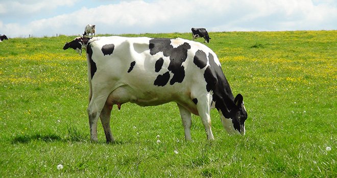 Les filières laitières biologiques de l'Allemagne, du Danemark, de l'Autriche et du Royaume-Uni se sont développées plus précocement et plus rapidement qu'en France. ©N.Chemineau/Pixel Image