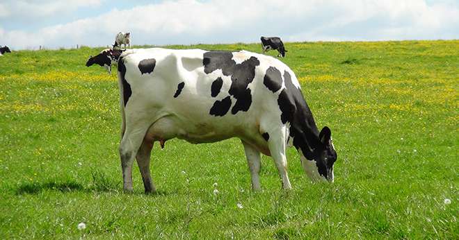 Les filières laitières biologiques de l'Allemagne, du Danemark, de l'Autriche et du Royaume-Uni se sont développées plus précocement et plus rapidement qu'en France. ©N.Chemineau/Pixel Image