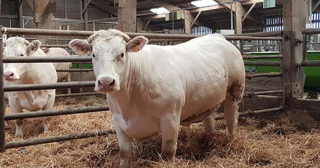 Les essais de la station de Mauron montrent que les génisses charolaises sont aussi bien finies avec une ration composée d’ensilage de maïs et d’enrubanné de luzerne ou de trèfle violet. Photo : Station de Mauron