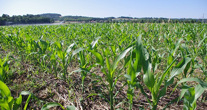 L'ajustement de la dose d'engrais azotés à la parcelle passe par un calcul des besoins en azote du maïs et des fournitures totales en azote du sol. Photo : J. Simoes/Pixel image